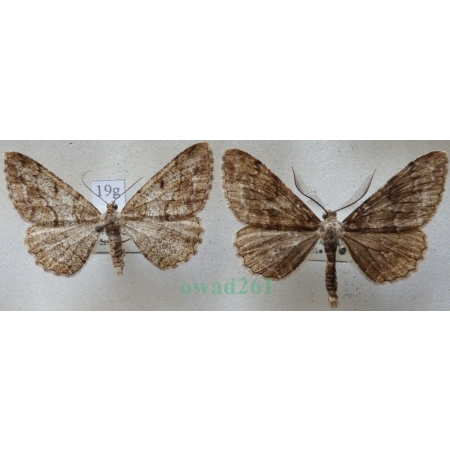 Peribatodes secundaria (Denis & Schiffermüller, 1775) pair Przylepek następnik Czech19g